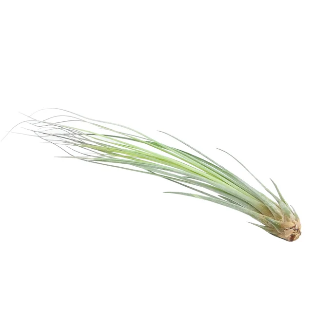 Oplątwa Tillandsia Juncea 20-25cm