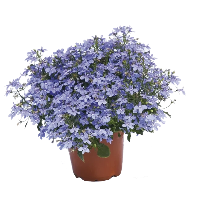 Lobelia zwisająca 25-30 cm