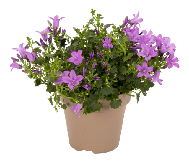 Dzwonek równolistny Lavender 22cm