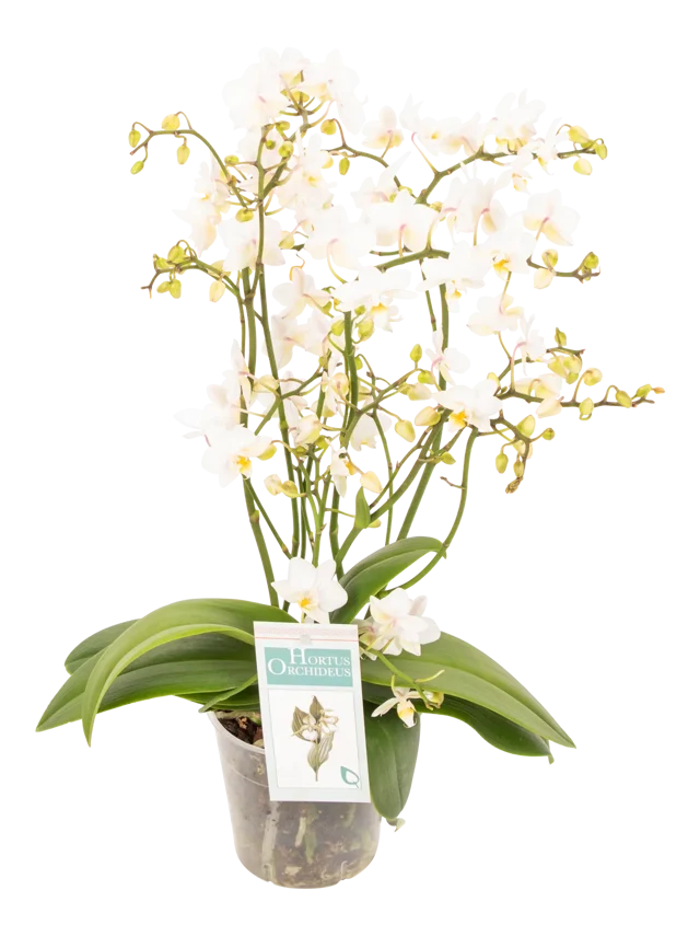 Storczyk Falenopsis Wild White 45cm