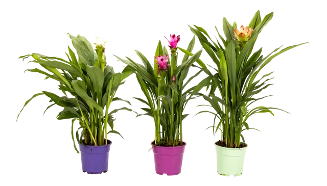 Kurkuma Ostryż żabieńcolistny Curcuma Siam mix 65cm