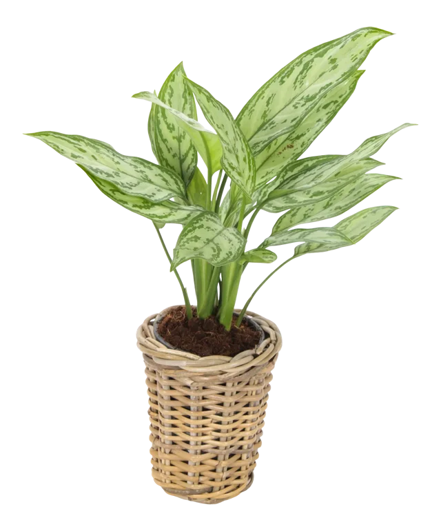 Aglaonema mix 40 cm w koszu