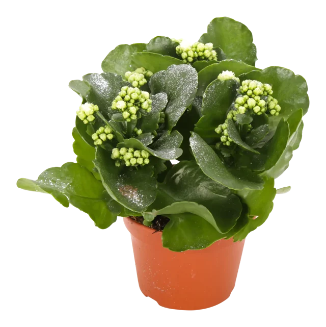 Żyworódka Kalanchoe biała 27cm