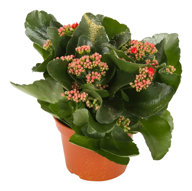 Żyworódka Kalanchoe czerwona 27cm