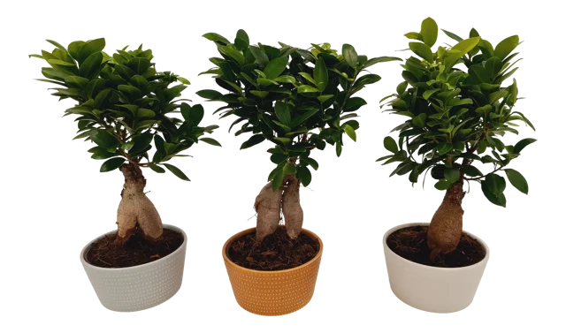 Fikus Bonsai Ginseng 35 cm