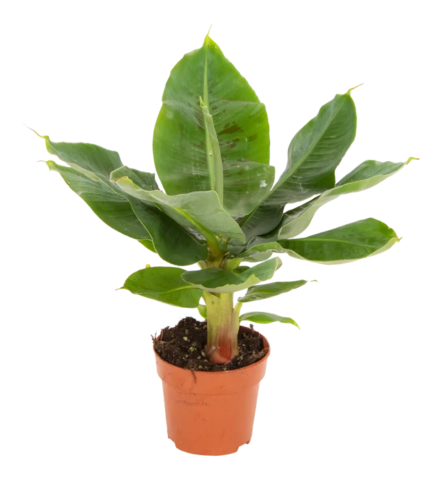 Bananowiec Musa Dwarf Cavandish 45 cm