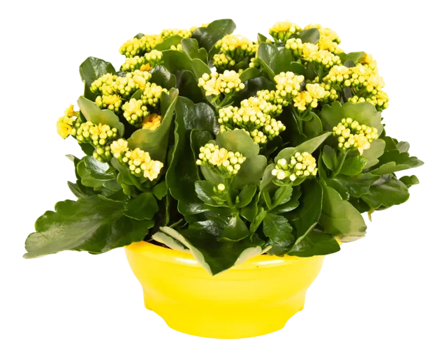 Żyworódka Kalanchoe Don Amarillo 30cm