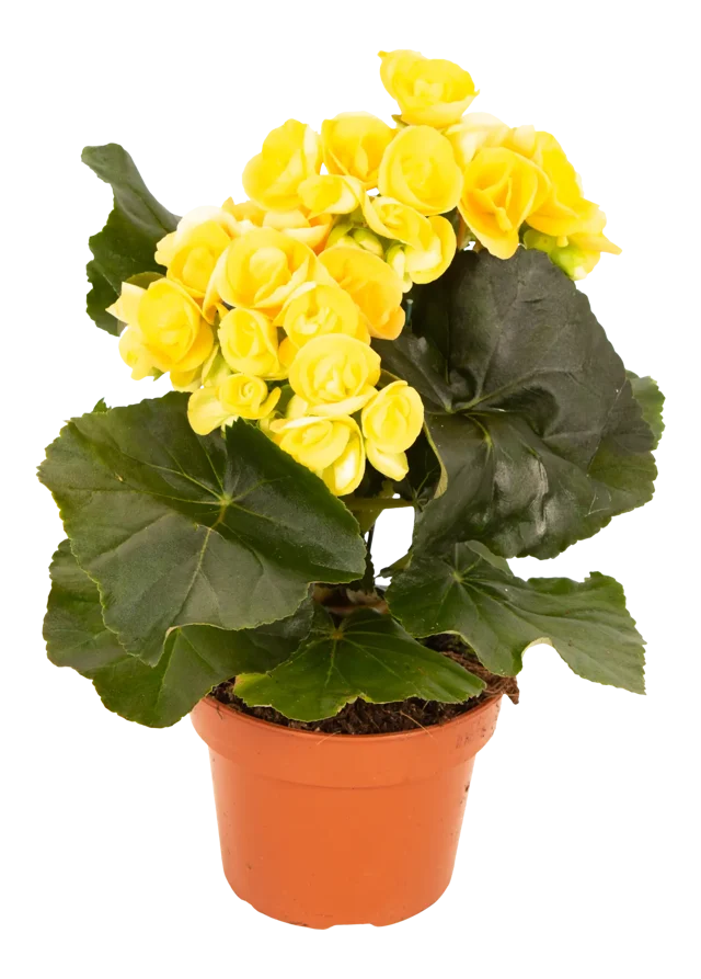 Begonia zimowa żółta 30cm