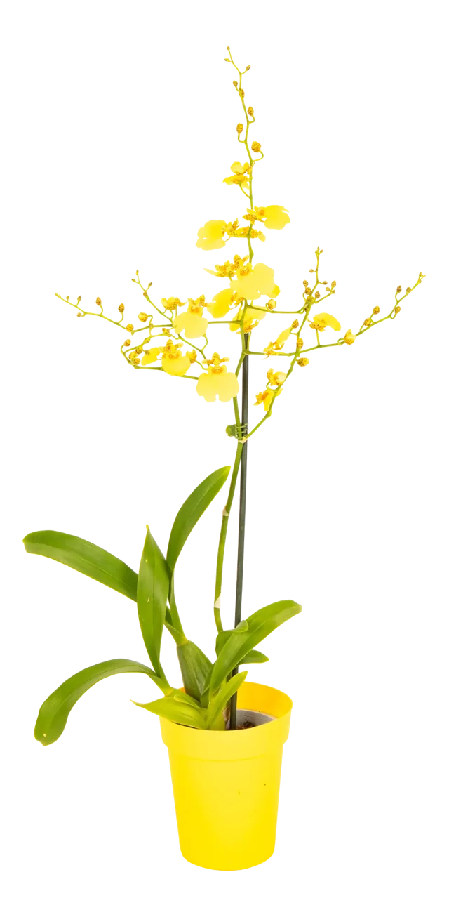 Storczyk Oncidium motylnik 60cm 1 pęd