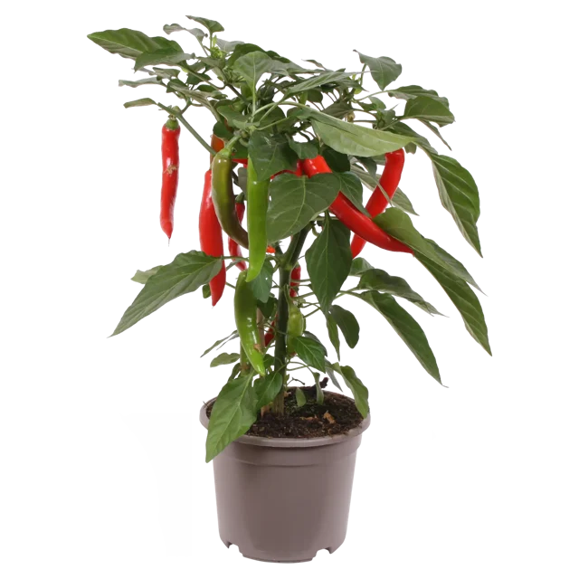 Papryka HOT CHILI RED 40-45 cm