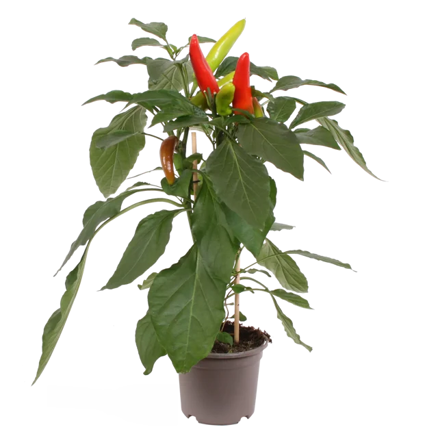 Papryka Mild Chili 40-45 cm