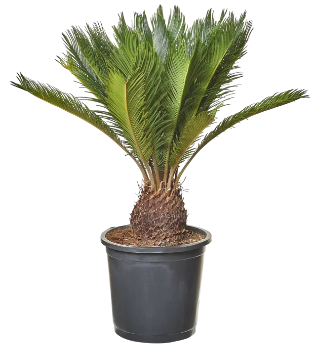 Sagowiec Cycas Revoluta 50 cm