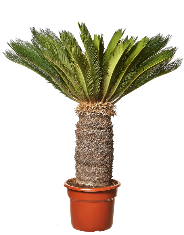 Sagowiec Cycas Revoluta 150 cm