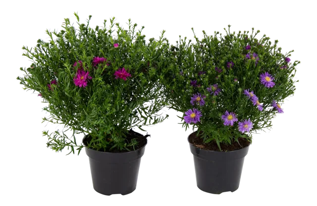 Aster krzaczasty MIX 45 cm