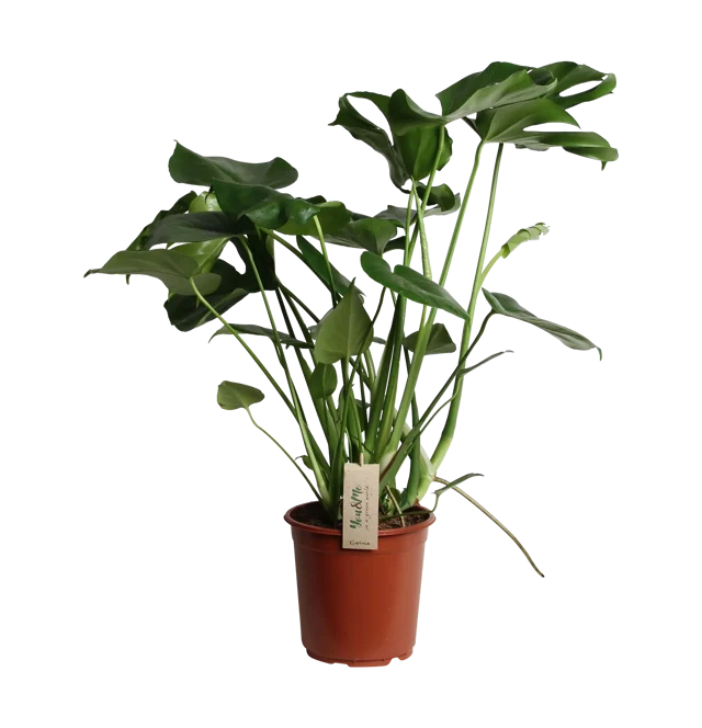 Monstera dziurawa łac. deliciosa 70-80 cm