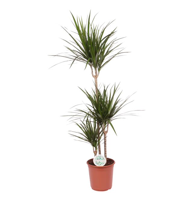 Dracena obrzeżona 125-135 cm