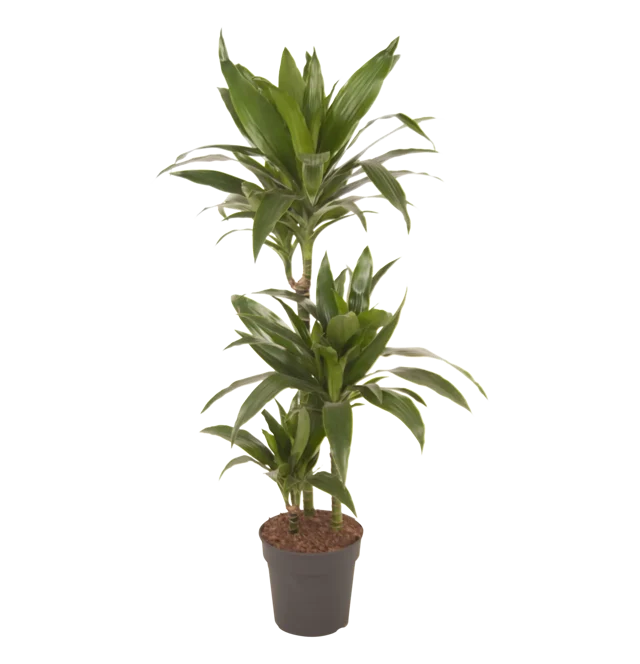 Dracena mix 130-135 cm