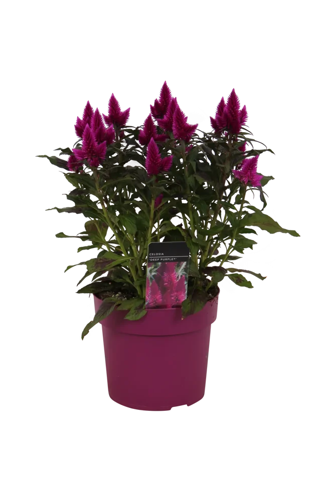 Celozja kłosowa Celosia Deep purple 20-30cm