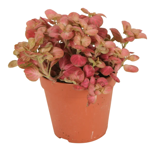 Fitonia Pink special 20 cm