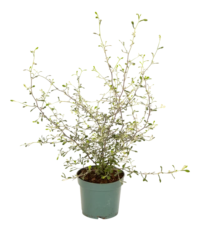 Corokia Maori Green 35 cm