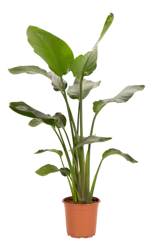 Strelicja biała Strelitzia nicolai Rajski Ptak 190 cm