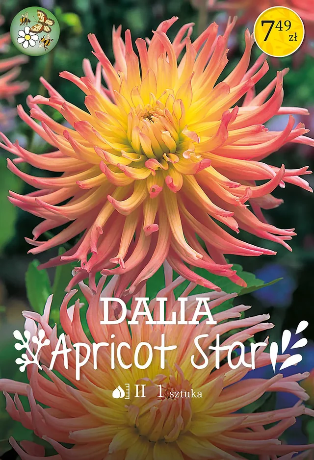 Dalia Apricot Star 1szt. cebulki kwiatów