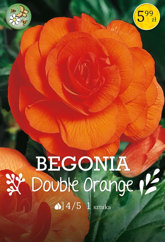 Begonia Double Orange 1szt. cebulki kwiatów