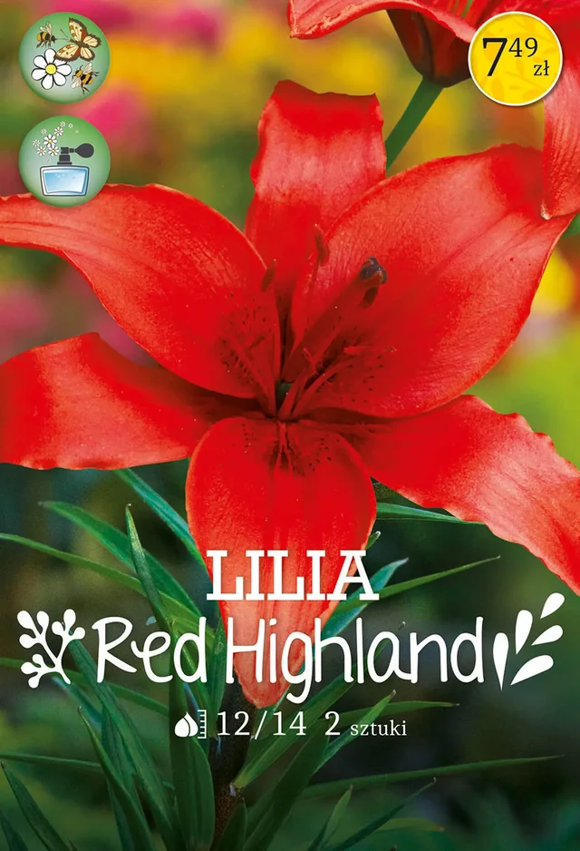 Lilia Red Highland 2szt. cebulki kwiatów