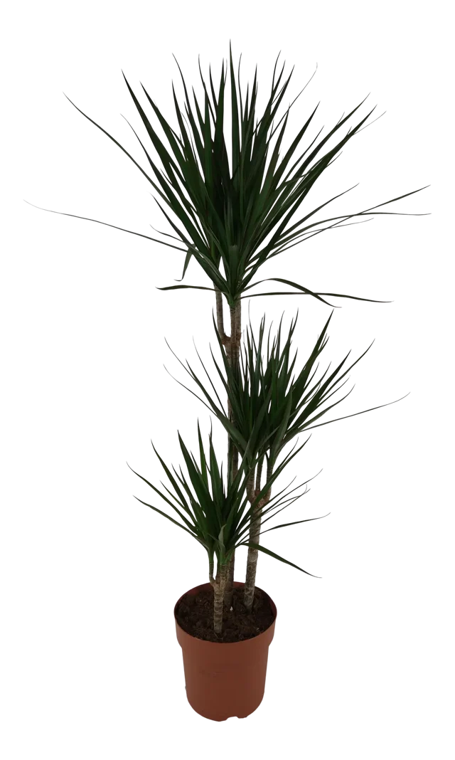 Dracena obrzeżona 120 cm