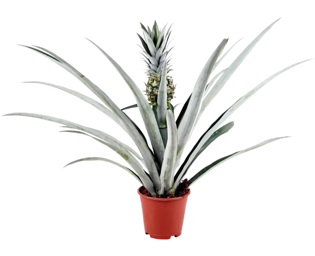 Ananas Champaca 40cm