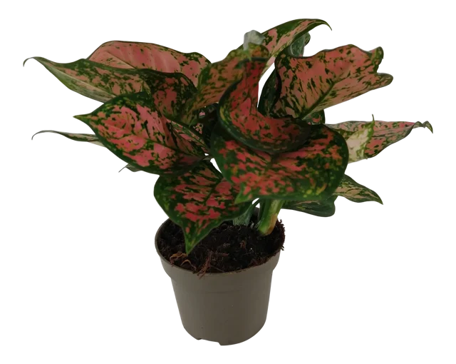 Aglaonema Spotted Star 35 cm