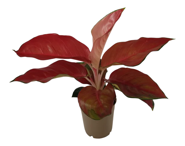 Aglaonema Red Star 35 cm