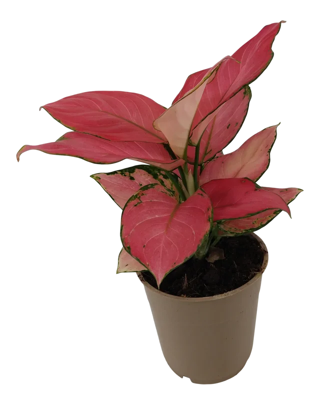 Aglonema Pink Star 35 cm