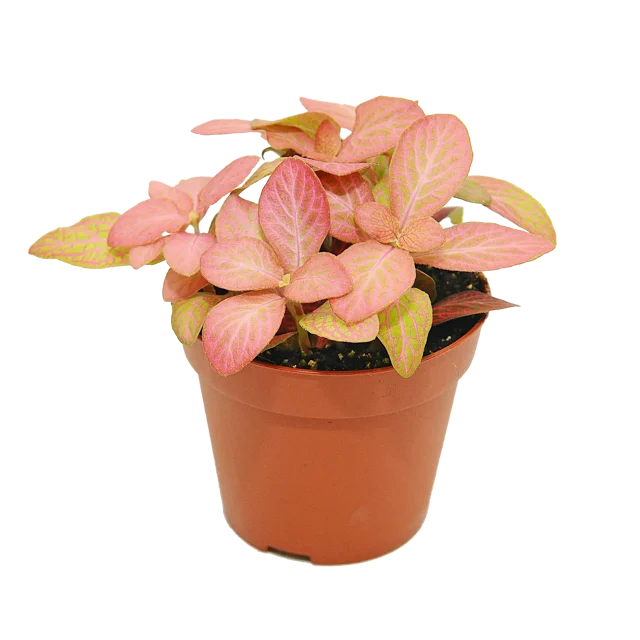 Fitonia Zalm Forest Flame 10 cm