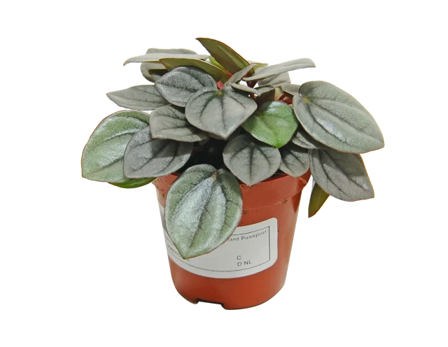 Peperomia Milano mix 10 cm