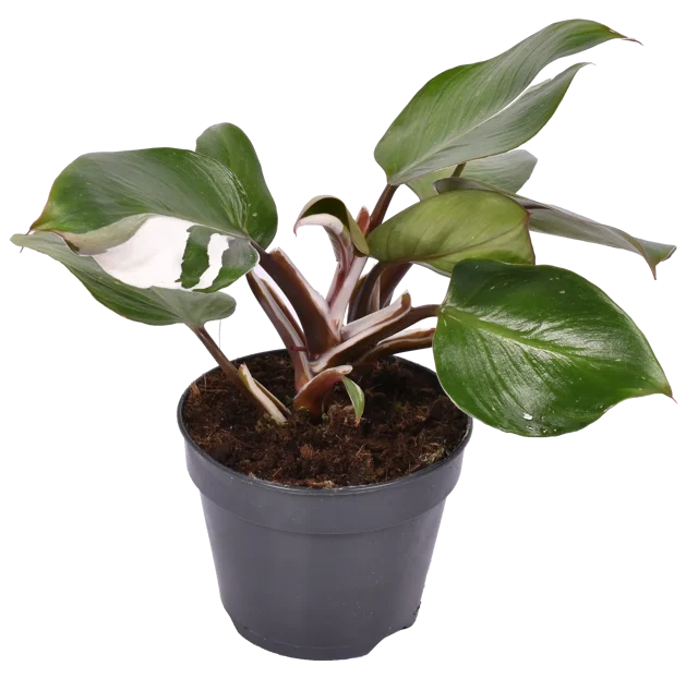 Filodendron White Knight 45 cm