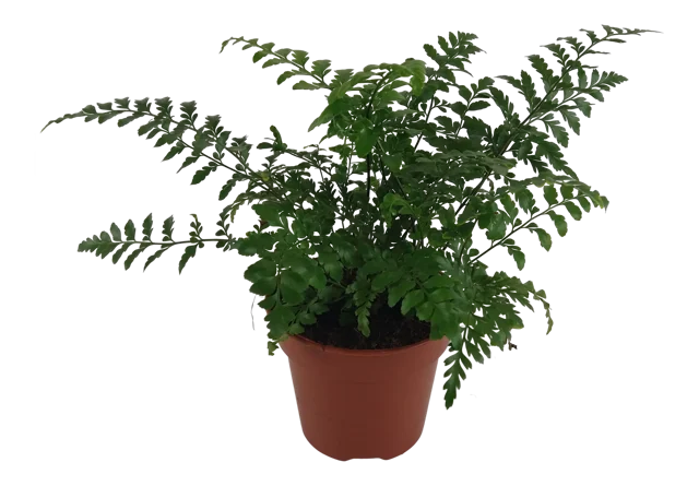 Zanokcica Asplenium Parvati 40 cm