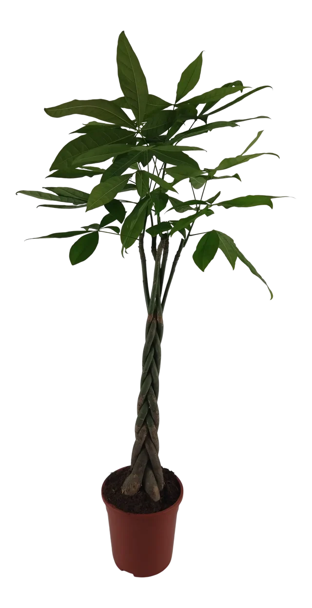 Pachira aquatica Pachira wodna 120 cm