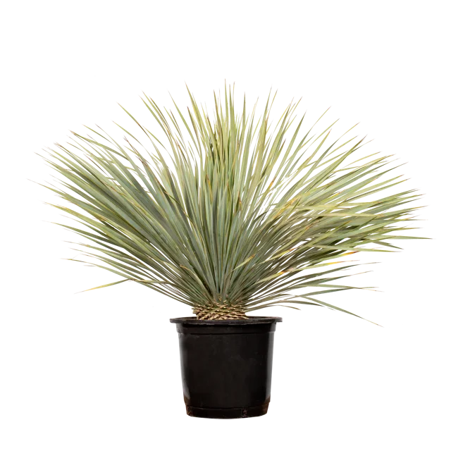 Juka rostrata 80-90 cm