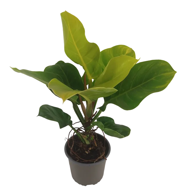 Filodendron Moonlight 50 cm