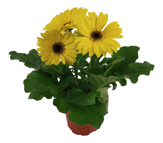 Gerbera Flori Line Yellow 25cm