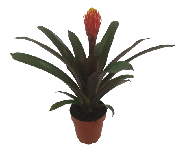 Guzmania Tala 43 cm