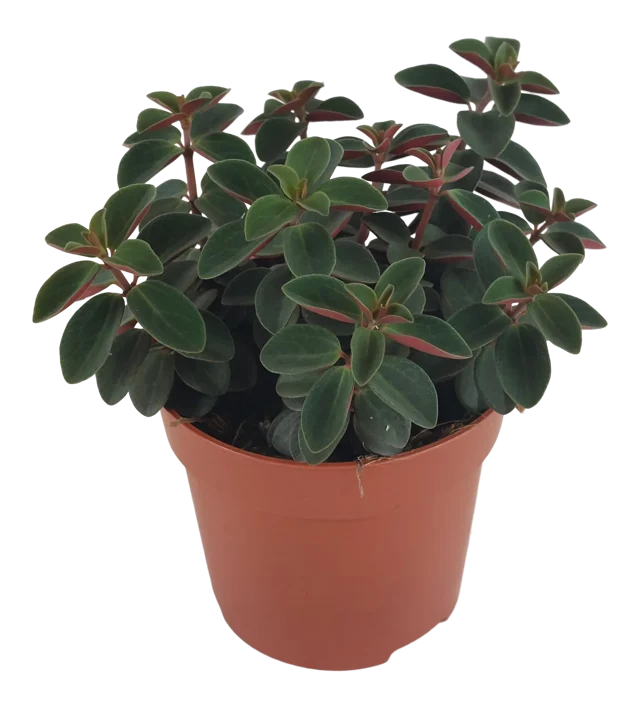 Peperomia Verticillata Red 18cm