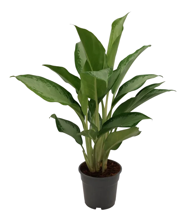 Aglaonema Cleopatra 55-65 cm