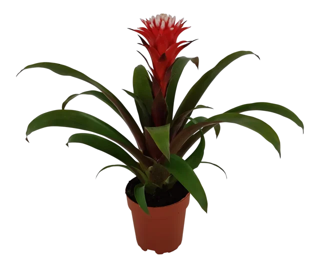 Guzmania Hope 43cm