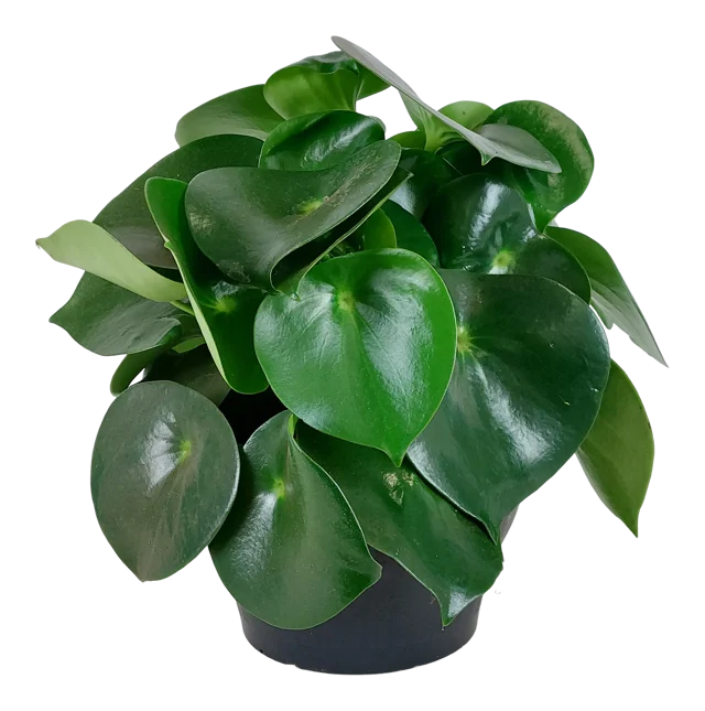 Peperomia Raindrop 30 cm