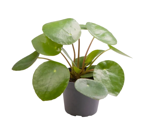 Pieniążek Pilea peperomiowata 15 cm