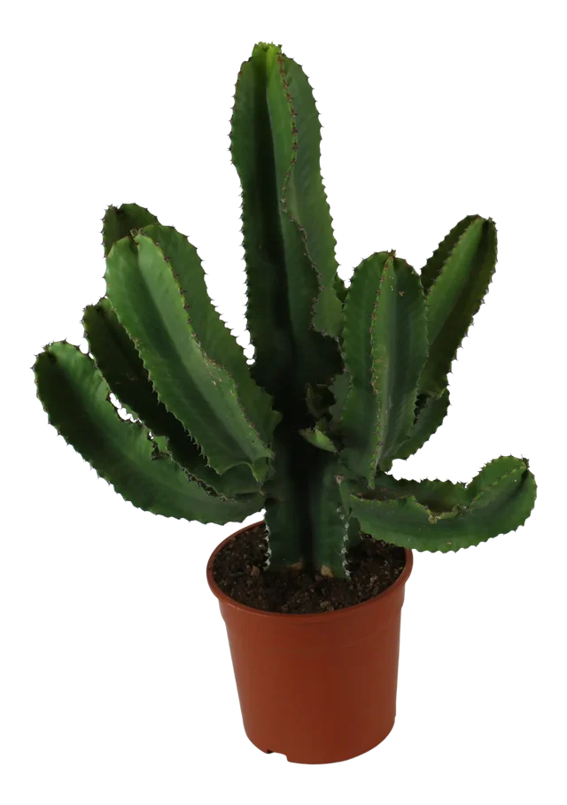 Wilczomlecz Euphorbia Erytrea Canar 80-100 cm