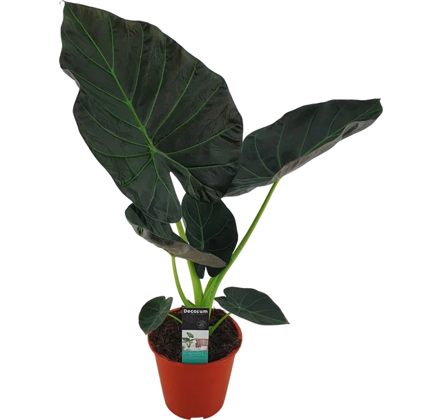 Alocasia Regal Shield  85 cm