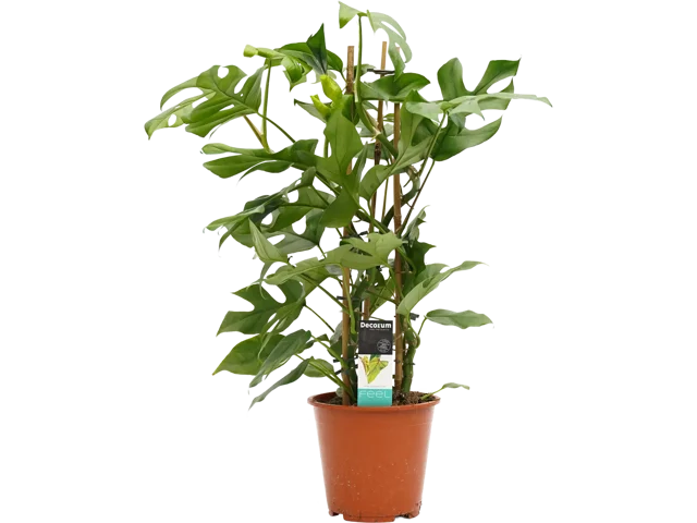 Philodendron Minima 75-85 cm